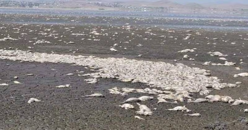 Mueren miles de peces por sequía en Laguna de Bustillos, Chihuahua
