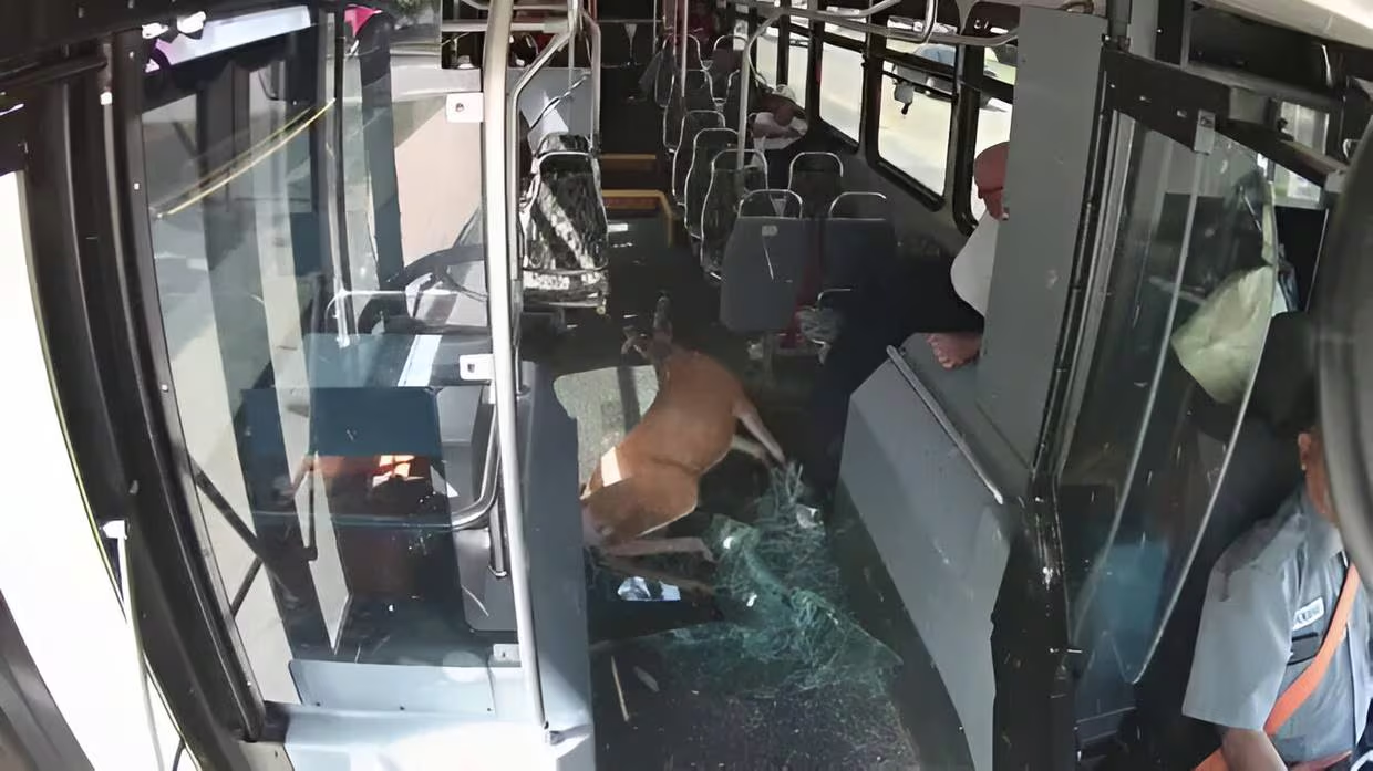 Ciervo impacta contra autobús en Rhode Island