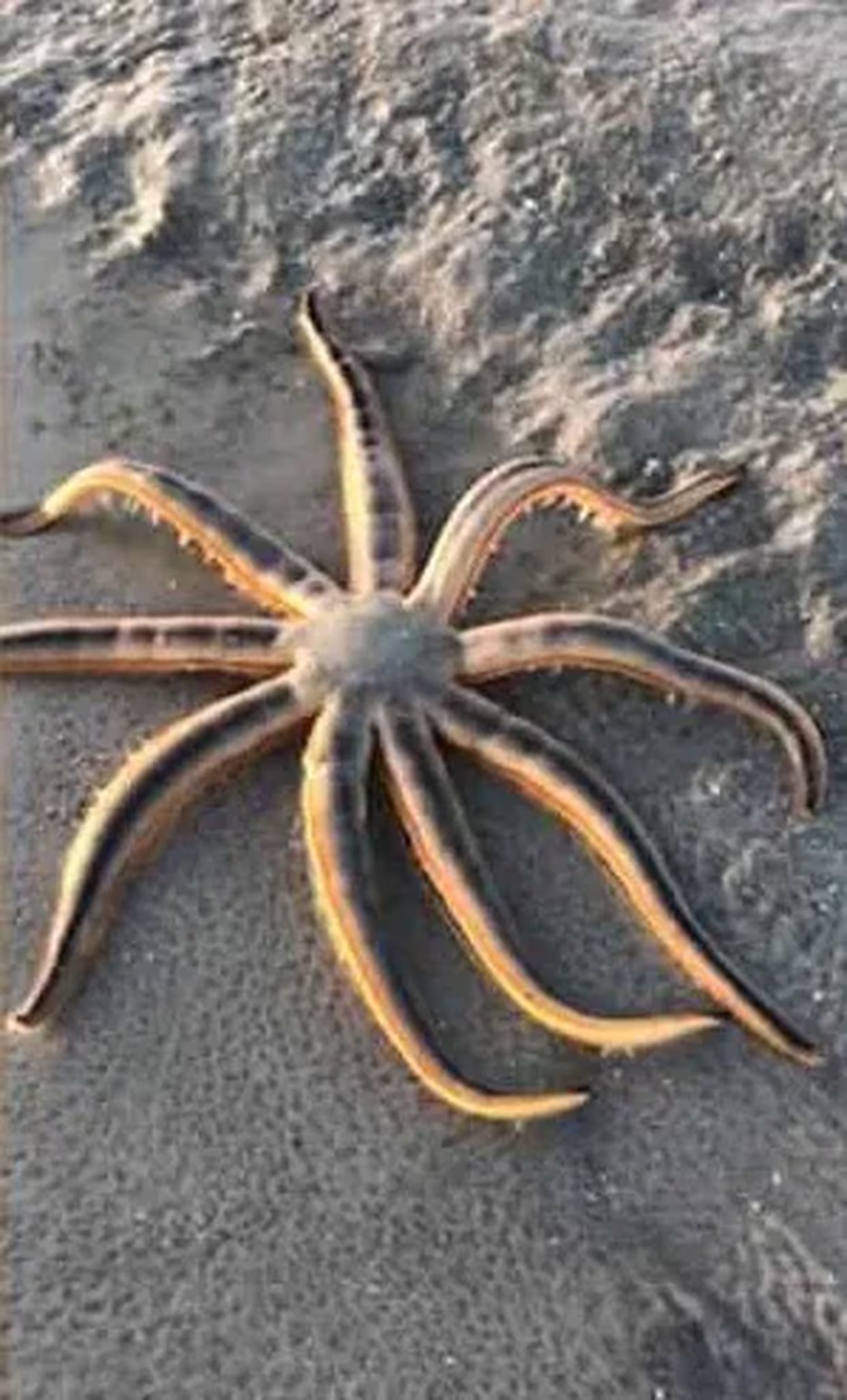 Inusual y extraña estrella de mar aparece en una playa de Florida