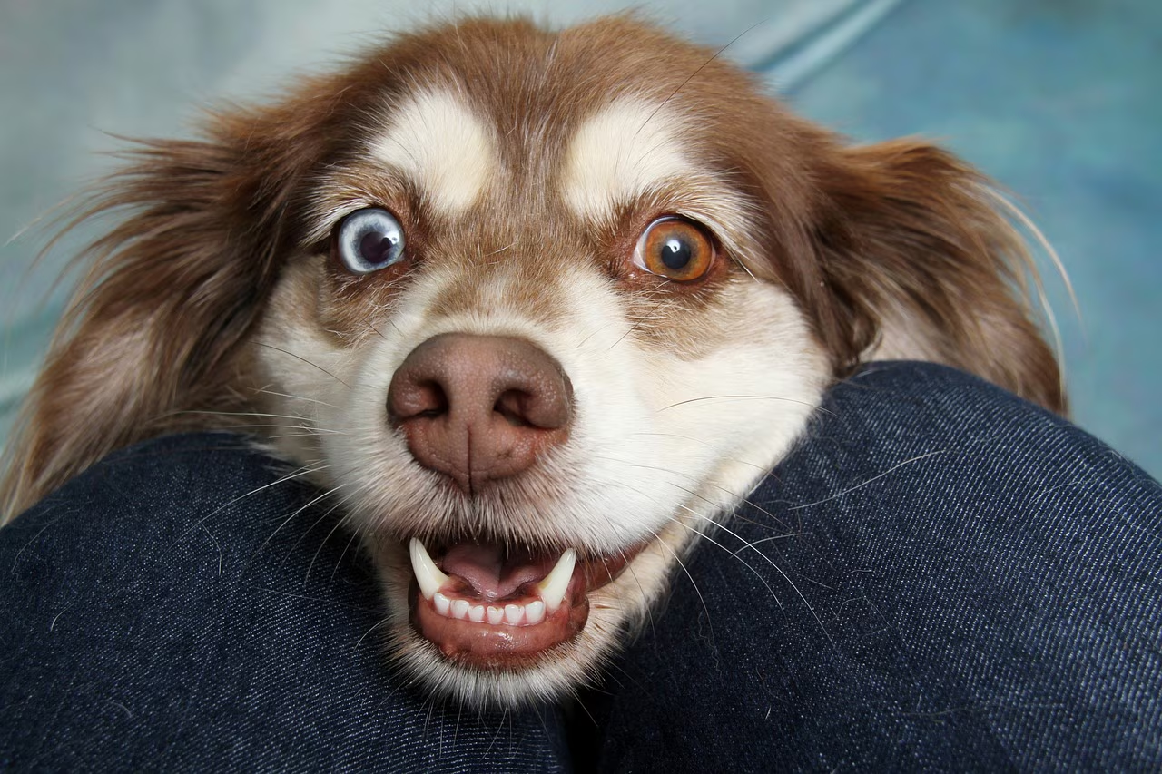 Día para Llevar a tu Perro al Trabajo: ¿cómo surge y qué dicen los expertos al respecto?