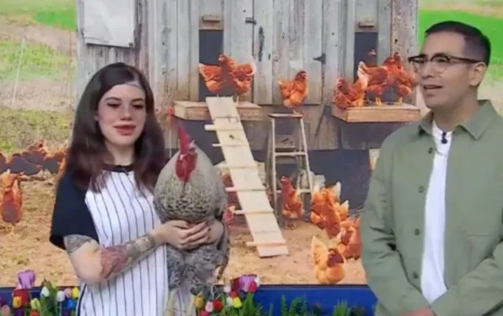 «Venga la Alegría» desata burlas por presentar a gallo cantando reggaetón