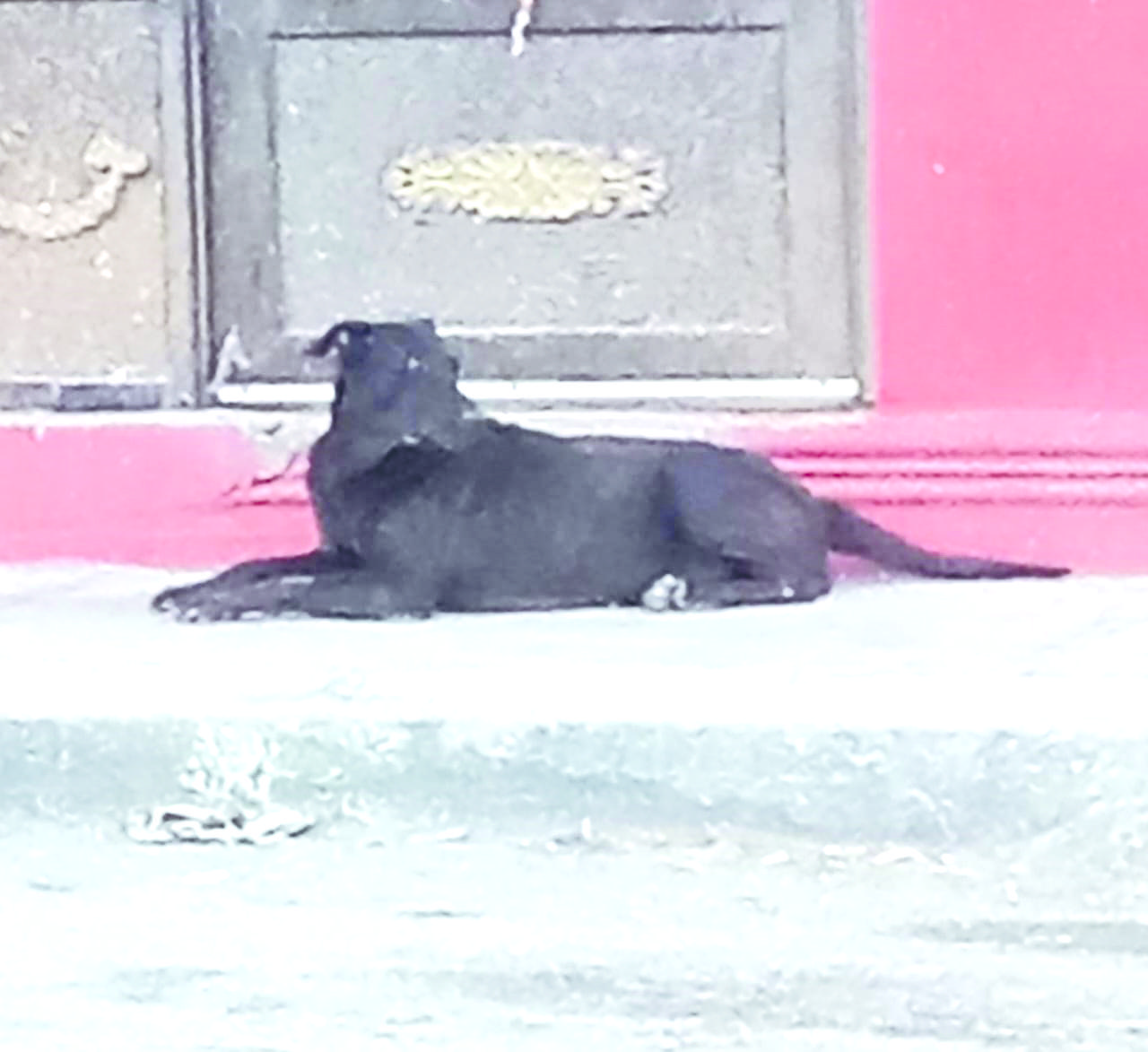 Reportan feroz perra en calles
