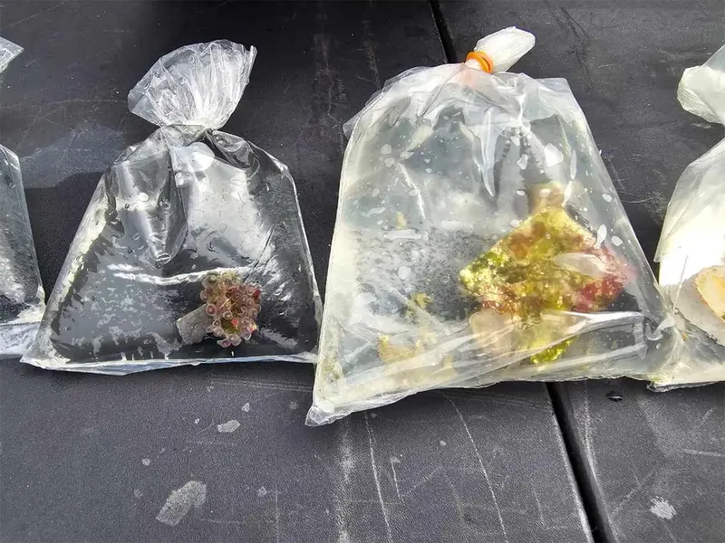 Impactante hallazgo: Encuentran corales vivos en Zacatecas
