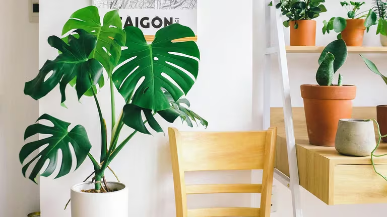 ¿Por qué la monstera es la planta ideal para una casa Millennial?