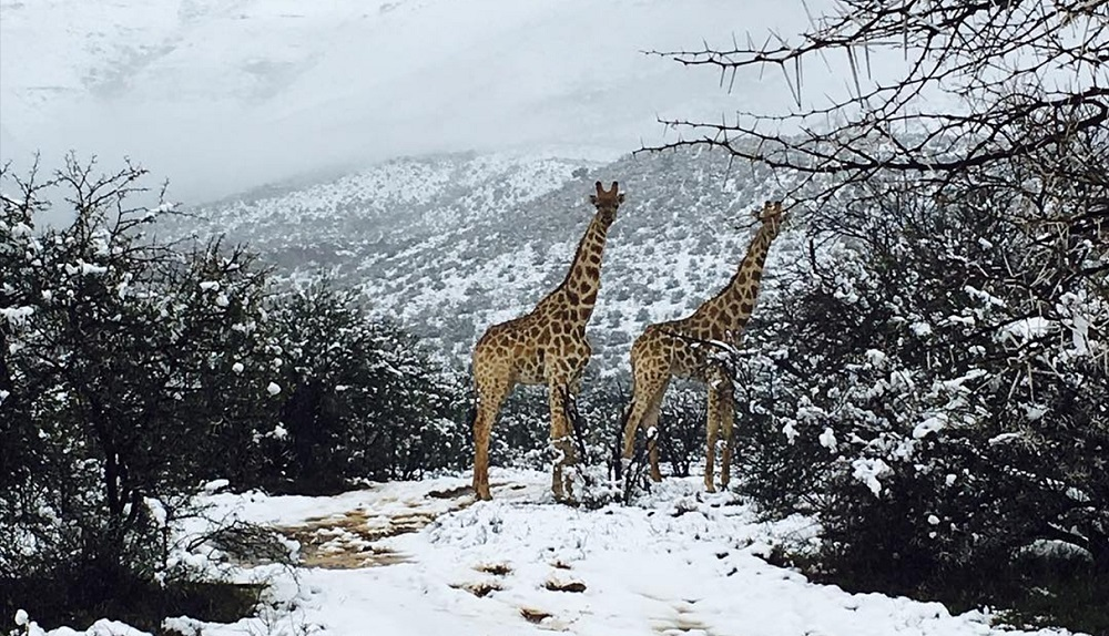 Cae nevada en África y sorprende a los animales