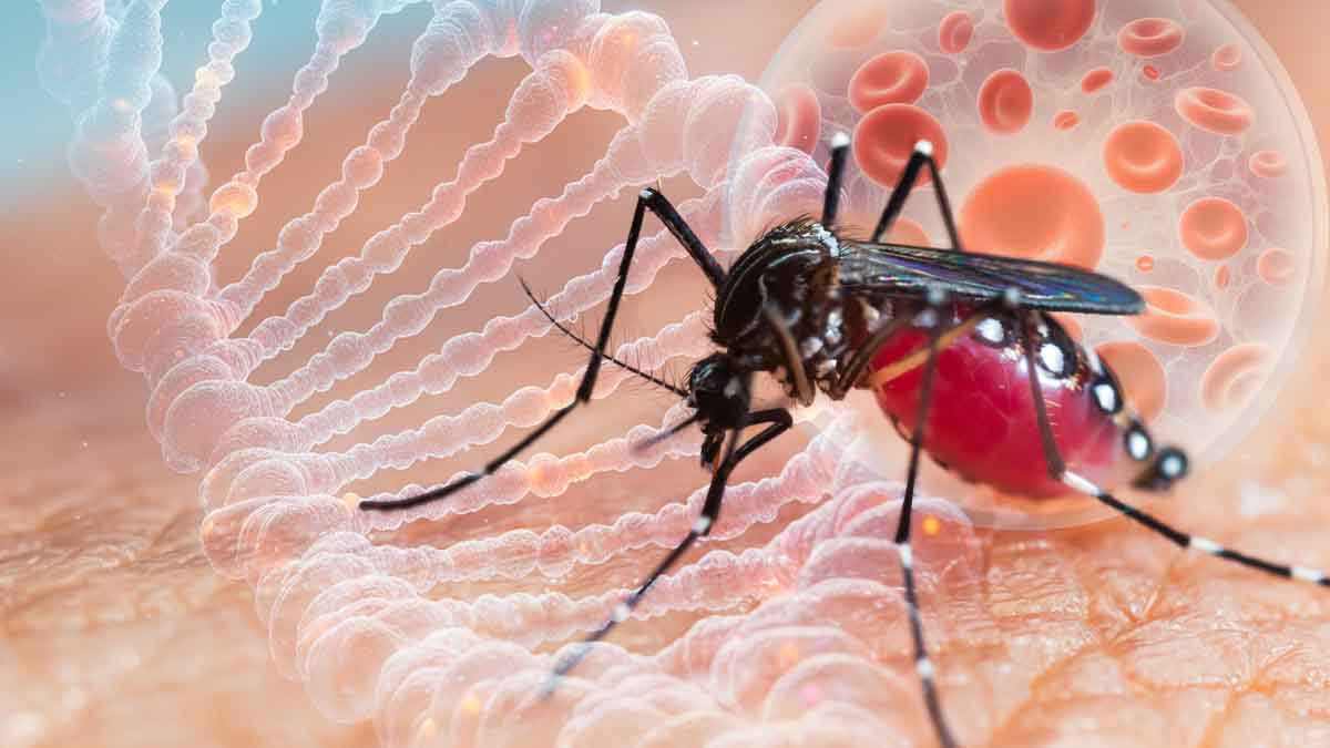 Virus Oropouche: Reportan las primeras dos muertes en el mundo ¿Qué peligros existen?