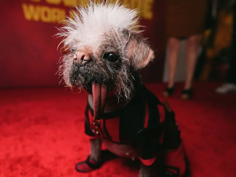 Ella es Peggy, la perra más fea de Reino Unido y famosa por interpretar a Dogpool