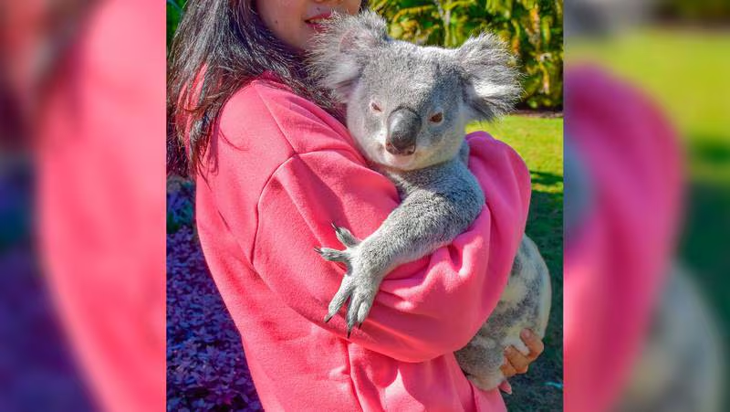 Si son tan «pachoncitos»: La razón por la que un santuario en Australia prohíbe abrazar koalas