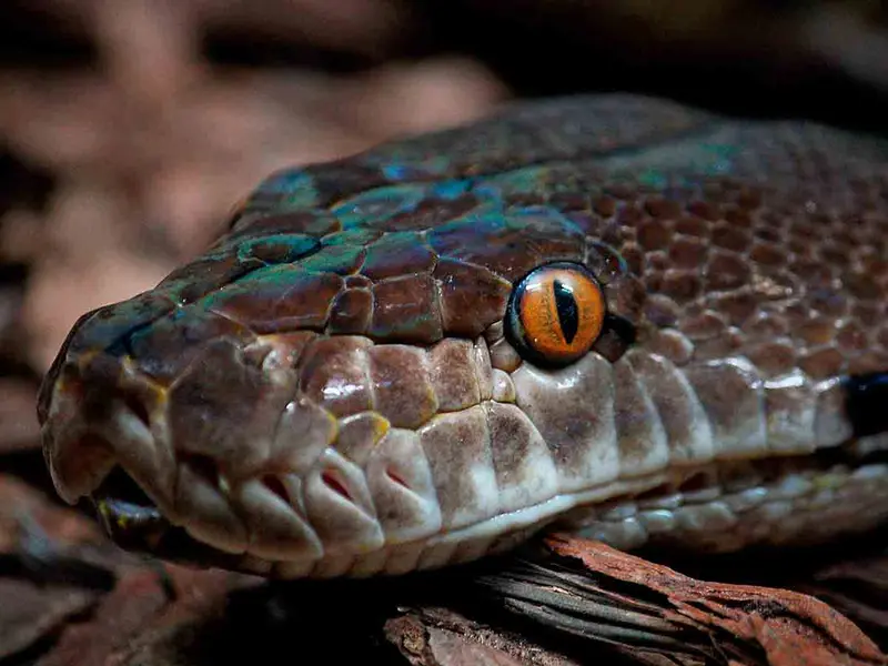 Hombre en India mata a mordidas a serpiente que lo atacó mientras dormía