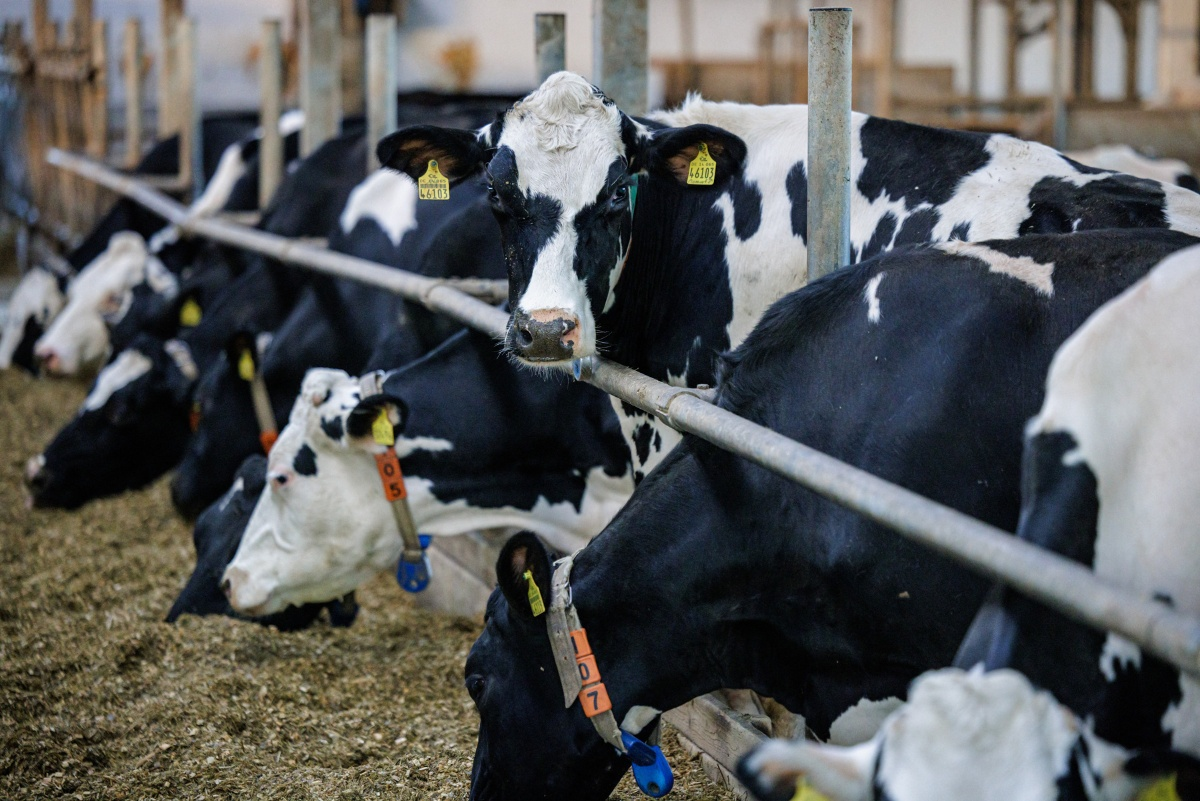Cepa de gripe aviar en vacas de EU exhibe propagación mínima por el aire en estudio con hurones