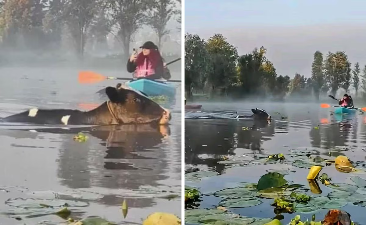 Sorprende aparición de vacas nadando en canales de Xochimilco