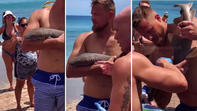 Video: Turista en mordido por un tiburón bebé que se aferra a su brazo
