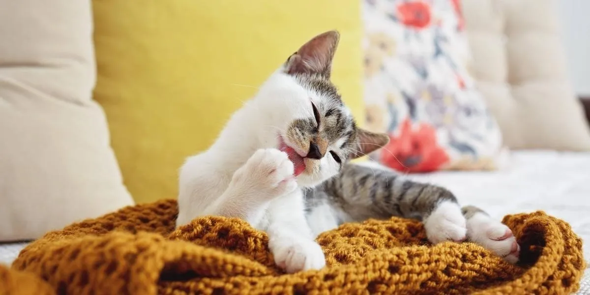 ¿Por qué llamamos «michi» a los gatos? Su historia y relevancia en México