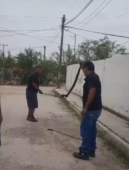 En alerta vecinos por avistamiento de víbora