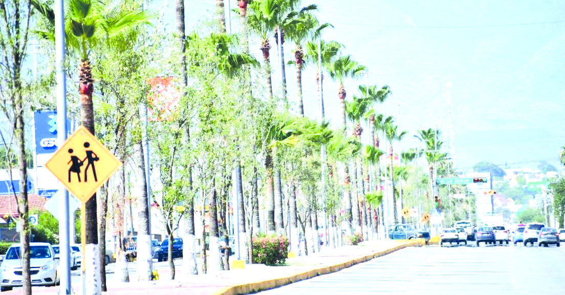 MD: Arborización masiva contra cambio climático