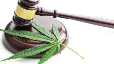 Recurren al amparo y consumen marihuana