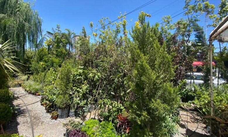 Aumenta 50% venta de árboles en viveros
