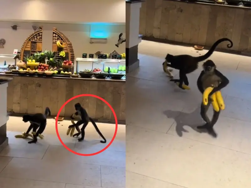 VIDEO. Monos aprovechan el buffet y roban plátanos en un hotel de la Riviera Maya
