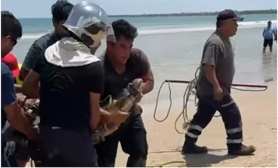 Capturan a cocodrilo en playa de Tamaulipas; desató el terror entre bañistas