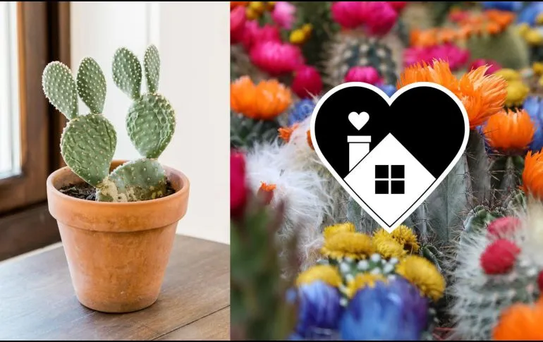 ¿Por qué es una buena idea tener tu casa llena de cactus?