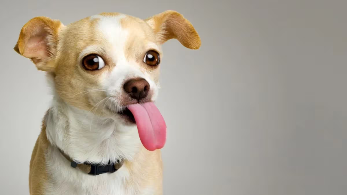INVITA SAN BUENA A LA CAMPAÑA DE ESTERILIZACIÓN DE PERROS Y GATOS