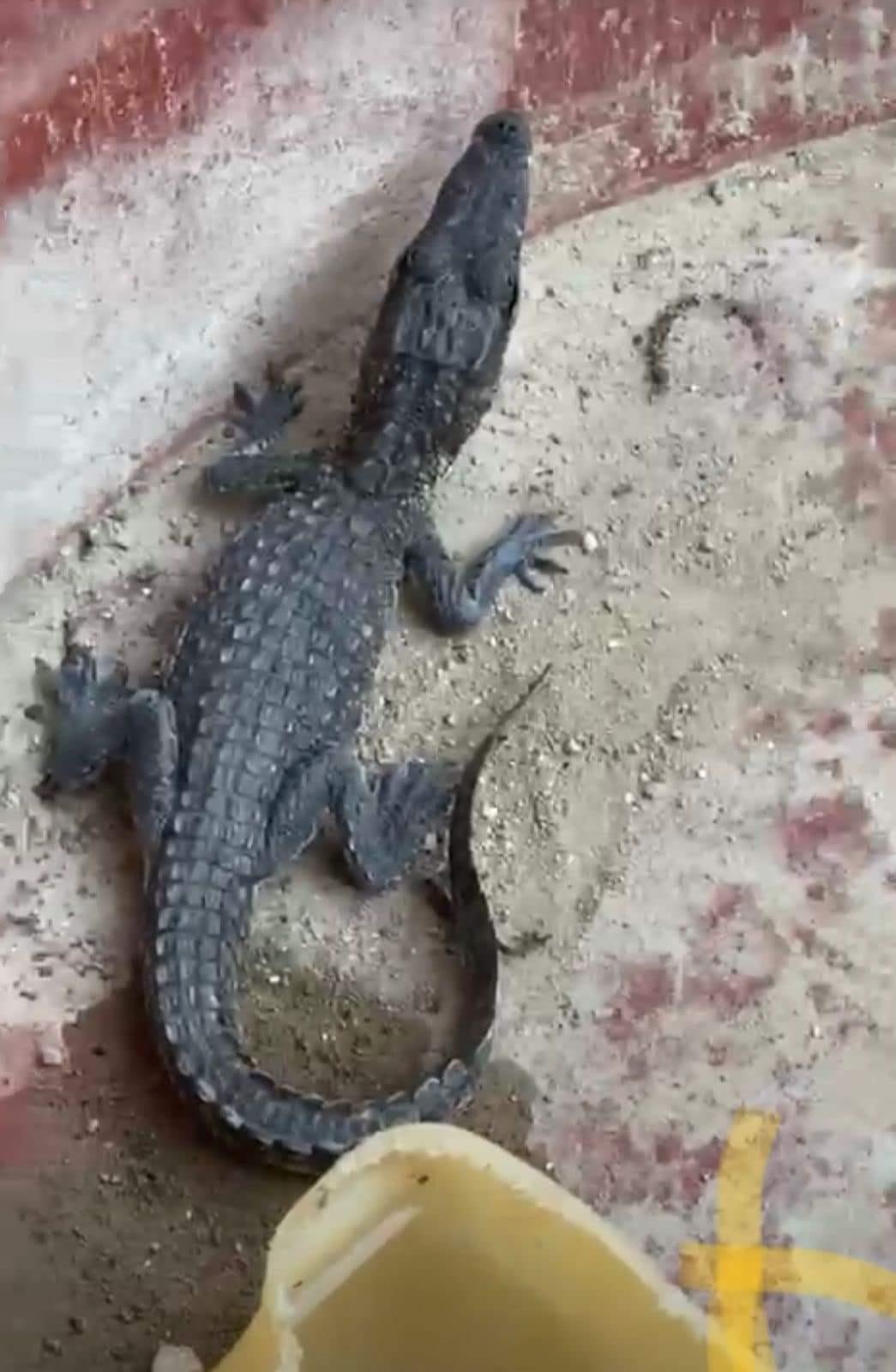 Aparece cocodrilo en vivienda de Ocampo
