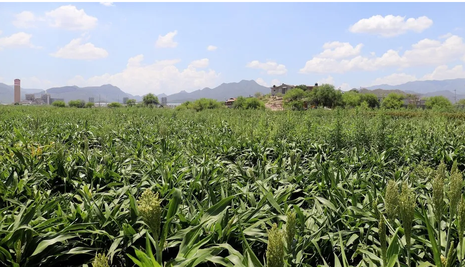 Sufren productores de sorgo fraude por segunda ocasión