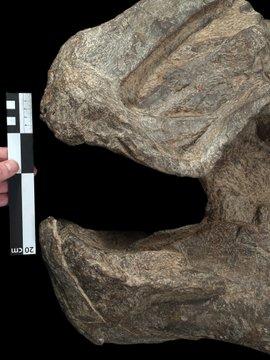 Descubren en Coahuila nueva especie de dino