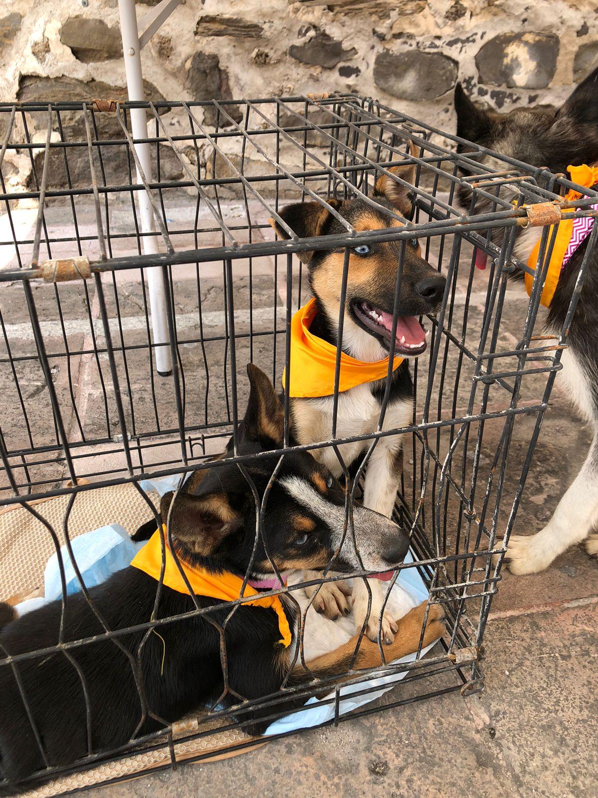 Con esfuerzos titánicos heroínas salvan perros