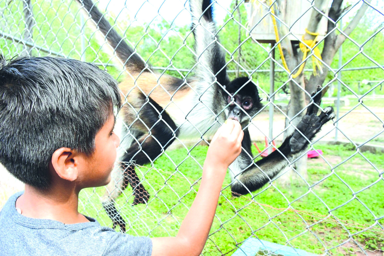 Nacerán en zoológico mono araña y búfalo