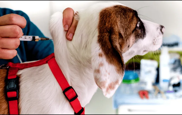 Cuidados indispensables para tu perro después de la vacunación
