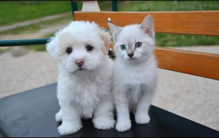 ¿Los perros son más inteligentes de los gatos? La ciencia responde