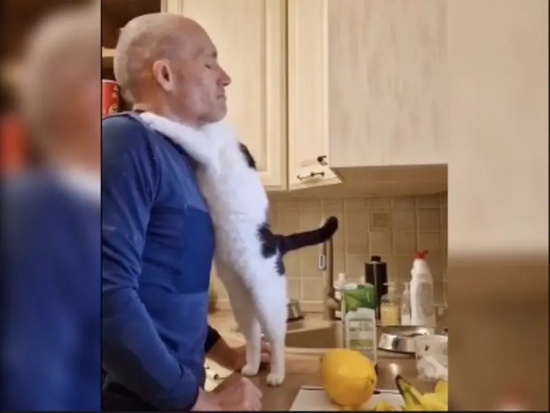 Gato abraza a su dueño al verlo deprimido. VIDEO