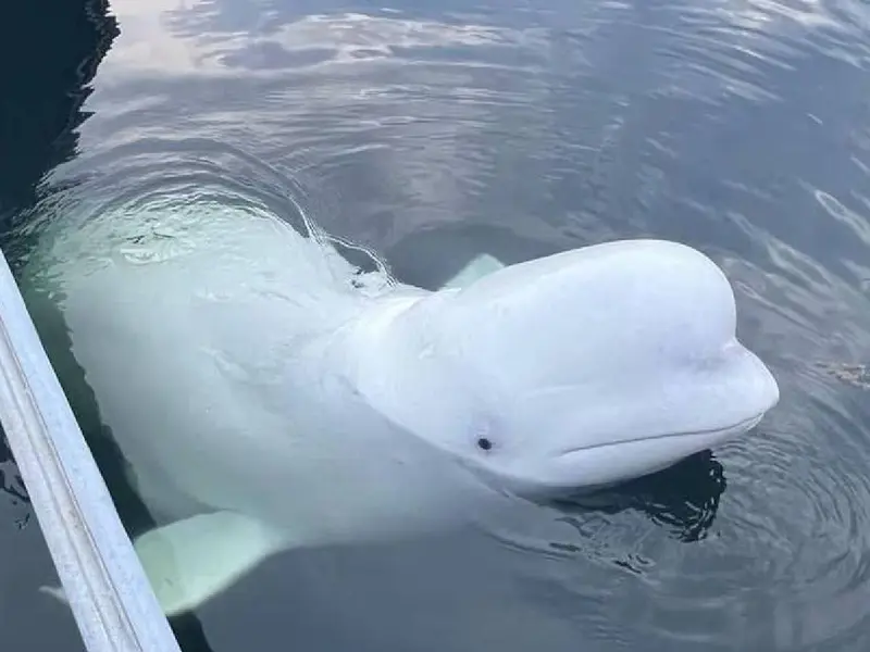 Matan a disparos a la ballena “espía rusa” en Noruega. Aquí su historia