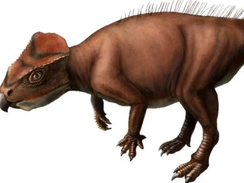Hallan fósil de dinosaurio con cuernos; cuenta con rasgos únicos