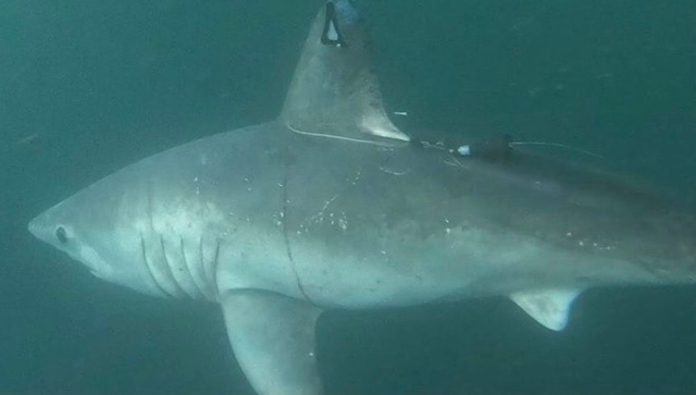 Una tiburón en gestación fue marcada y vigilada por 5 meses, y luego desapareció. Científicos averiguaron lo que pasó