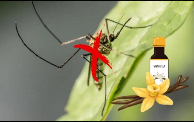 Truco casero para eliminar los mosquitos de tu hogar usando VAINILLA