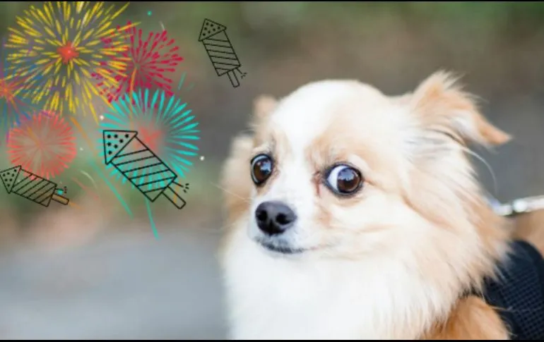 7 pasos para tranquilizar a tu perro si se asusta con la pirotecnia