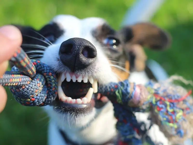 ¿Qué hacer si te muerde un perro? 7 pasos que debes seguir