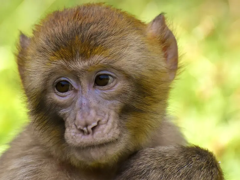 Descubren que los monos también se ponen nombres como los humanos