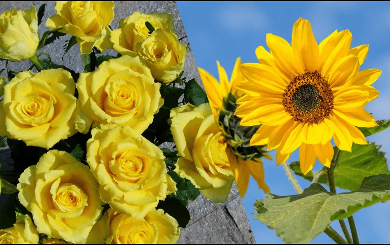 Flores amarillas: ¿por qué se regalan el 21 de septiembre?