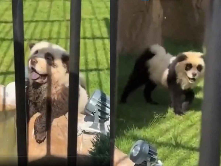 Zoológico chino admite que sus ‘pandas’ son en realidad perritos pintados luego de que empezaran a ladrar