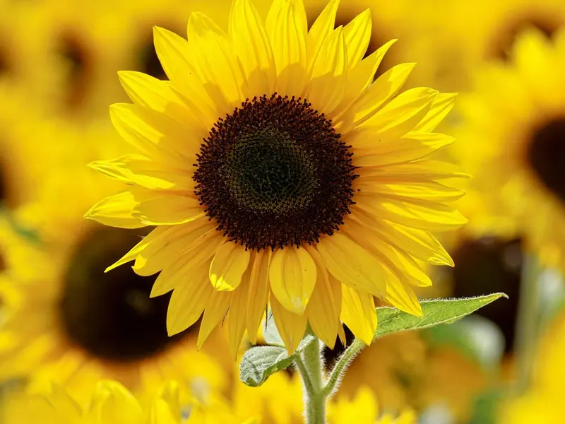 No sólo girasoles, estas son las flores amarillas que puedes regalar el 21 de septiembre