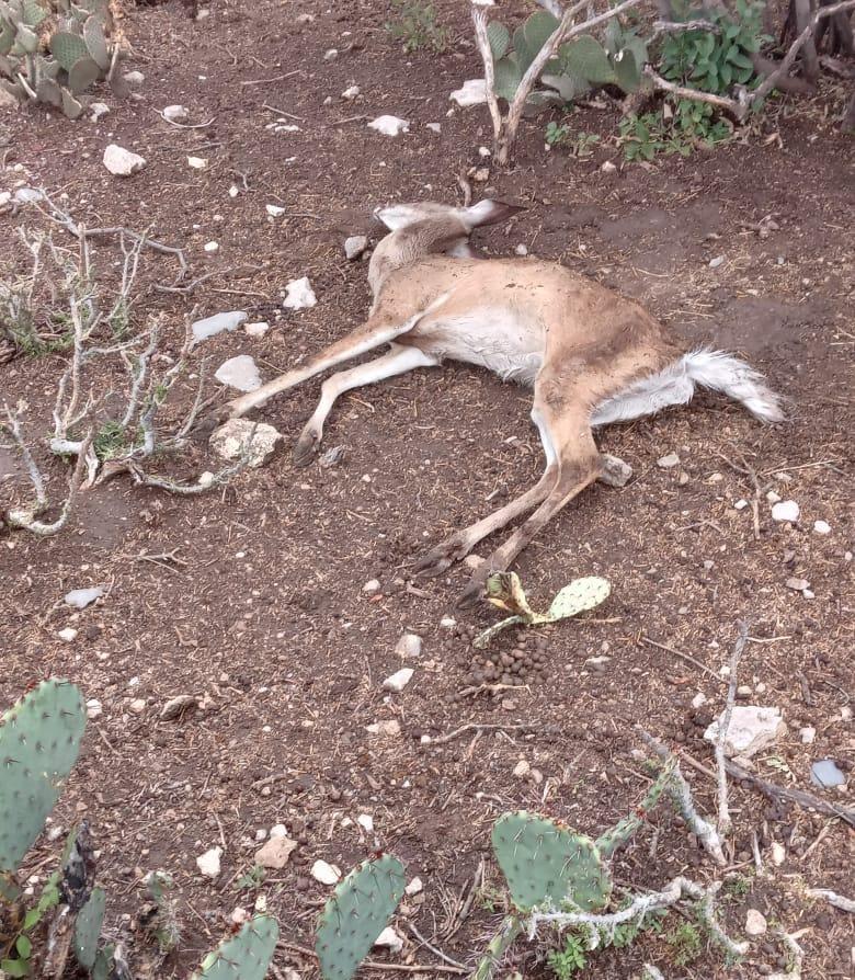 Venados atacados por felino en el zoológico
