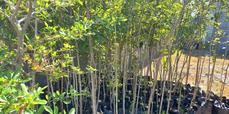 Ofrece Ecología estatal arbolitos para reforestar