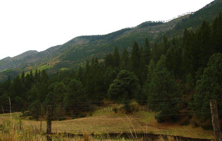 Prioriza Coahuila el cuidado de bosques