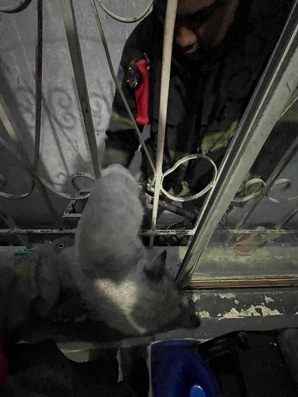 Rescatan bomberos a gato de ventanal