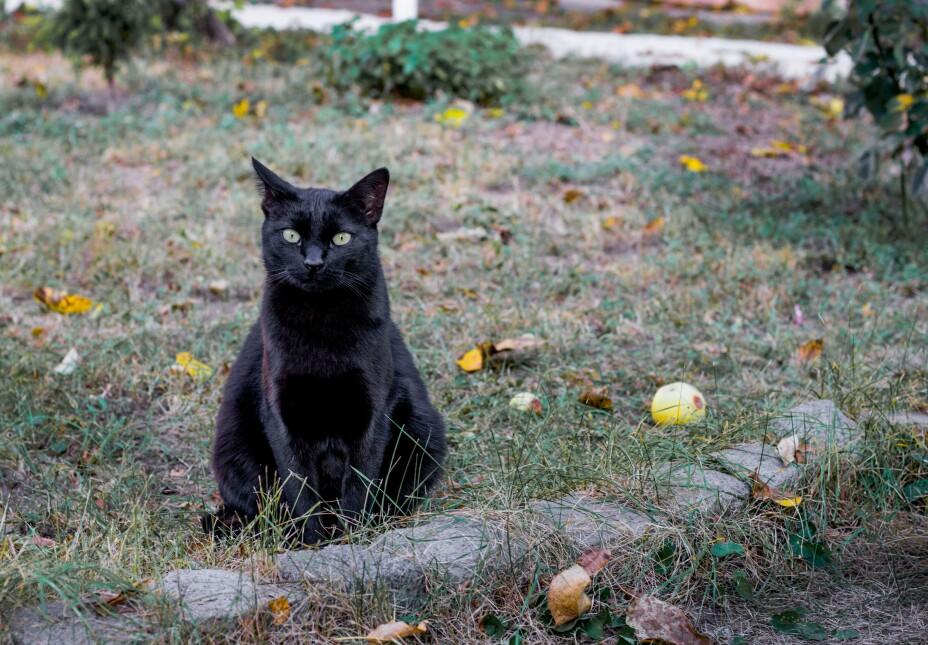 Advierten brujería con animales en octubre