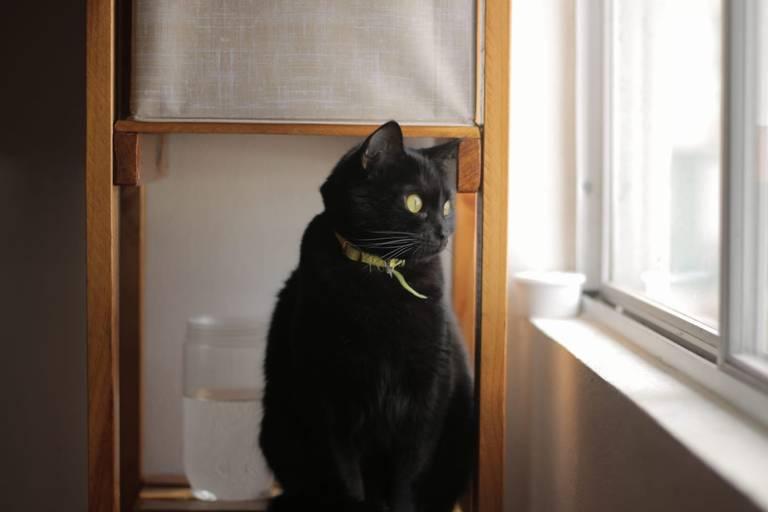 Recuerdan animalistas riesgo de gatos negros
