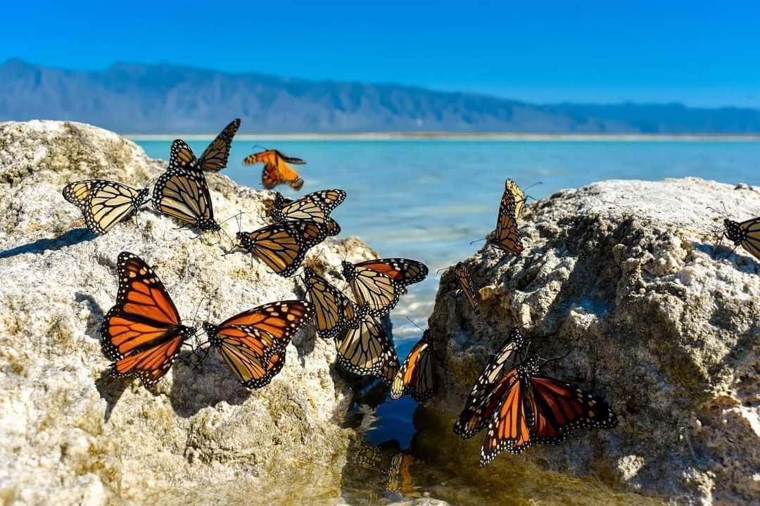 Embellece Mariposa Monarca valle de 4-C